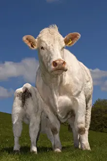 Domestic cattle, Charolais, cow with suckling calf
