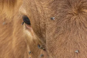 Domestic cattle or cow (Bos taurus) adult farm animal close up of its eye with flies around it