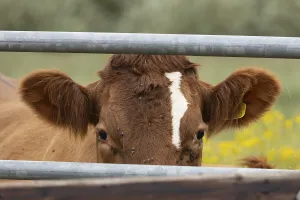Domestic cattle or cow (Bos taurus) adult farm animal looking through a metal gate