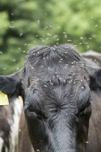 Domestic Cattle, cow, close-up of head