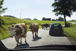Domestic cattle, cows on country road
