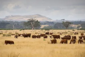 Domestic cattle, Hereford cattle herd
