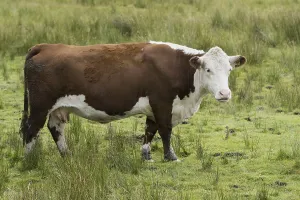 Domestic Cattle, Hereford cow, standing amongst rushes in upland pasture