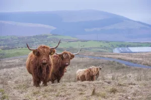 Domestic Cattle, Highland cows
