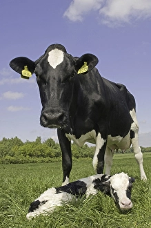 Domestic cattle, Holstein Friesian