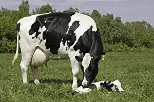 Domestic cattle, Holstein Friesian