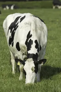 Domestic cattle, Holstein Friesian cow
