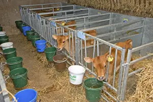 Domestic cattle, Jersey calves
