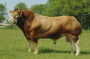Domestic cattle, Limousin bull