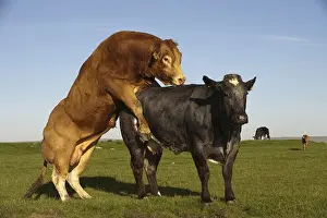 Domestic cattle, Limousin, bull