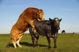 Domestic Cattle, Limousin, bull