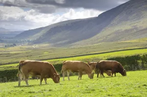 Domestic Cattle, Limousin bull and cows