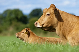 Domestic cattle, Limousin cattle and calf