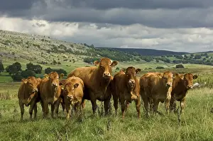 Domestic cattle, Limousin cow and calves