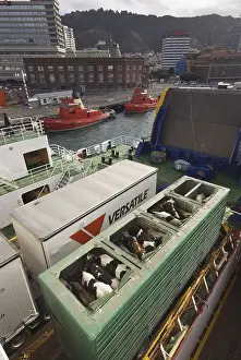 Domestic Cattle, live cattle being transported in trailer by ferry