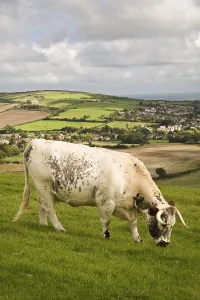 Domestic cattle, longhorn cattle