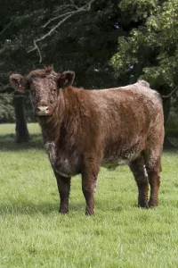 Domestic Cattle, Luing, standing in pasture