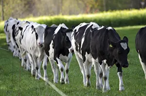Domestic cattle, outside, pasture