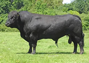 Domestic cattle, Polled Welsh Black stock bull