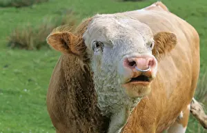 Domestic cattle, Simmental bull with nose ring