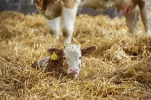 Domestic Cattle, Simmental calf