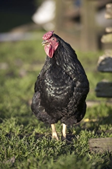 Domestic chicken, Black Wyandotte cockerel