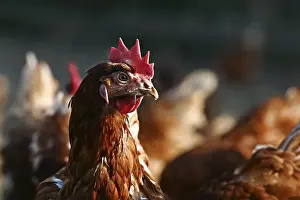 Domestic chicken, brown laying hen