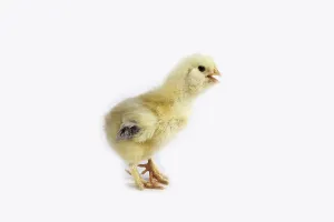 Domestic chicken, chick against white background