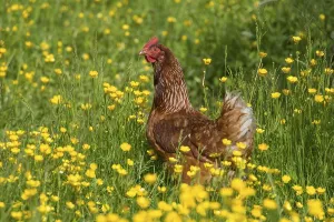 Domestic Chicken, freerange hen