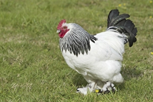 Domestic Chicken (Gallus gallus domesticus)