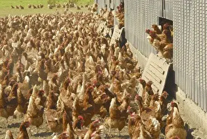 Domestic Chicken (Gallus gallus domesticus)