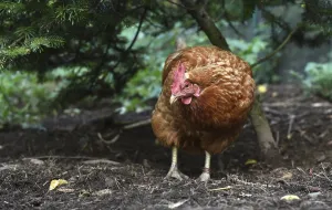 Domestic chicken, (Gallus gallus domesticus) Chicken