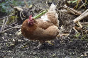 Domestic chicken, (Gallus gallus domesticus) Chicken