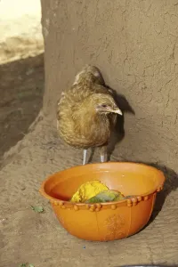 Domestic Chicken, hen, feeding on fruit in bowl