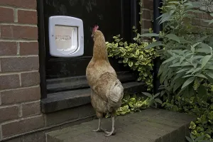 Domestic Chicken, hen, looking at cat-flap in door