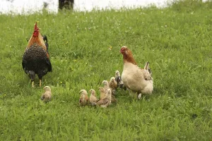 Domestic chicken, rooster and a few days old youngsters looking for food in a meadow