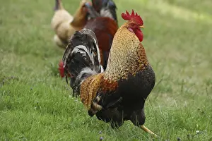 Domestic chicken, rooster, Sulmtal rooster