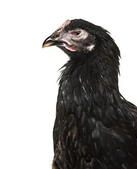 Domestic chicken against white background