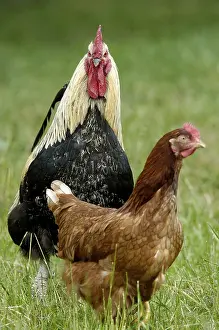 Domestic chickens, free range, cock and hen, cock