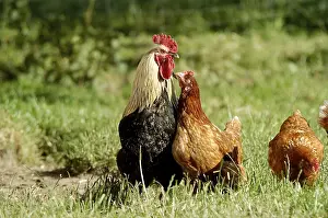 Domestic chickens, free range, cock and hens