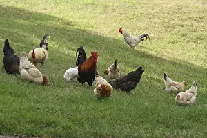 Domestic chickens, free-range, Sulmtaler and Altsteirer breeds