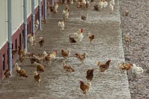 Domestic Chickens (Gallus gallus domesticus)