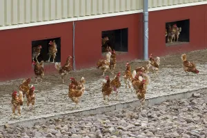 Domestic Chickens (Gallus gallus domesticus)