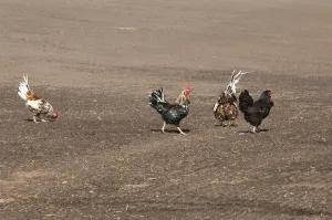 Domestic chickens, roosters and hens