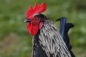Domestic cock (Gallus gallus domesticus)