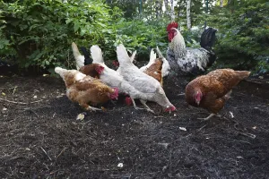 Framed Print : Domestic cock, rooster (Gallus gallus domesticus) and hens