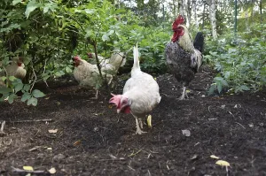 Domestic cock, rooster (Gallus gallus domesticus) and hens