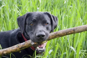 Domestic dog, Black Labrador Retriever