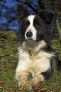 Domestic dog, border collie, alert shepherd dog