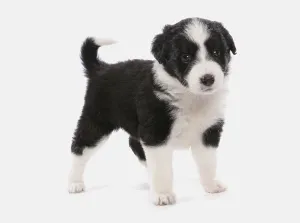 Domestic Dog, Border Collie, Puppy, Standing